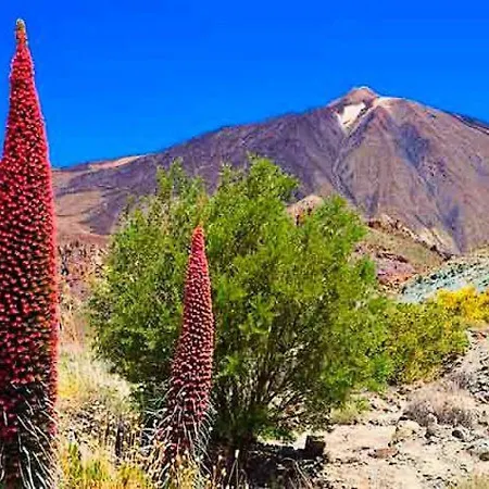 Buena Vibra Tenerife Sur * Playa de las Americas (Tenerife)